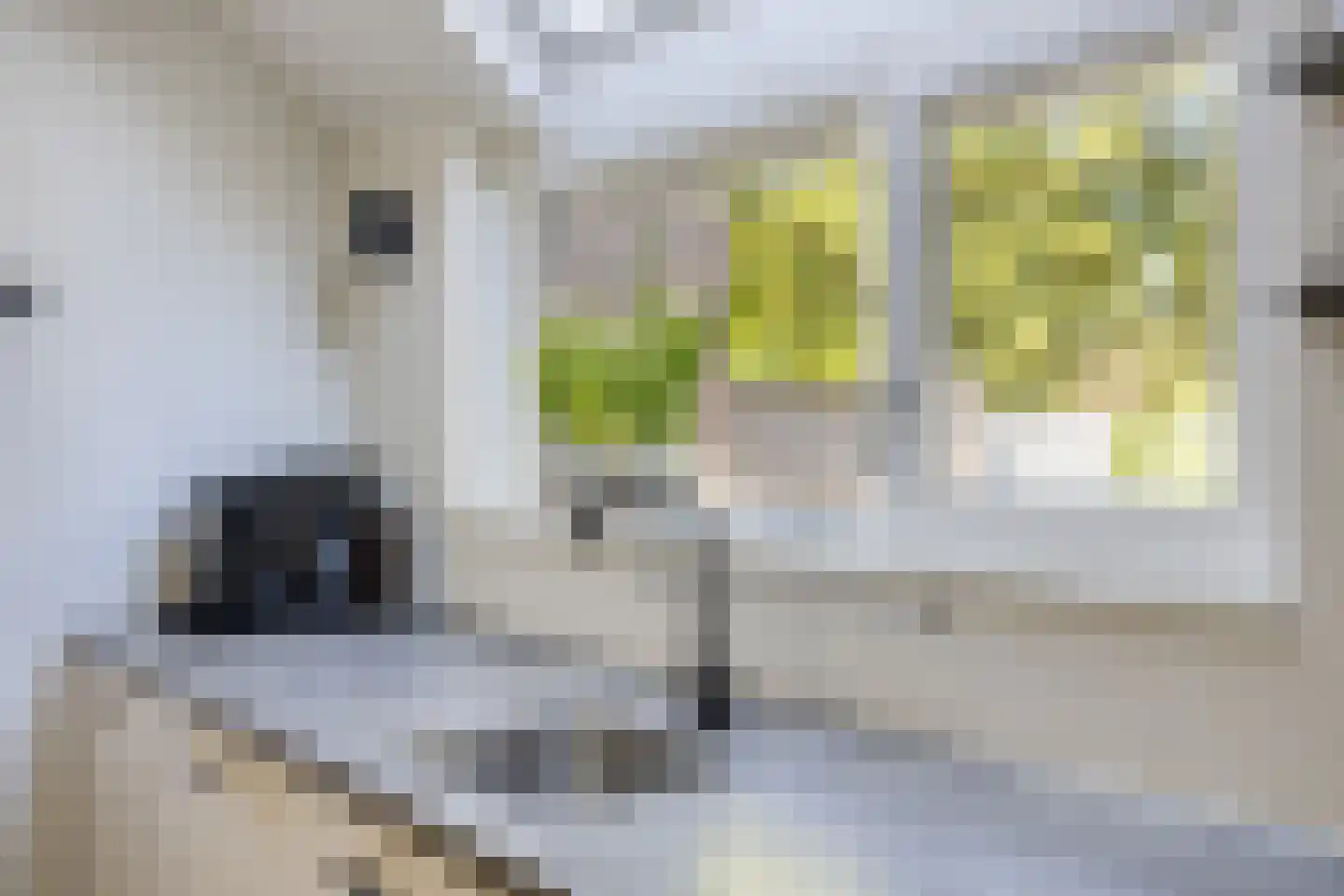 18 novemberring 98 Panningen thumbnail 15