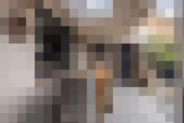 1e Lange Voren 4 Elst thumbnail 14