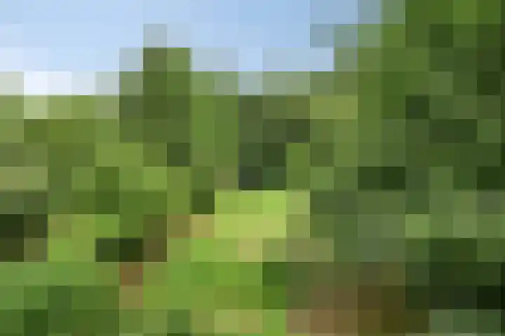 1e Pallertweg 16 Bourtange thumbnail 20