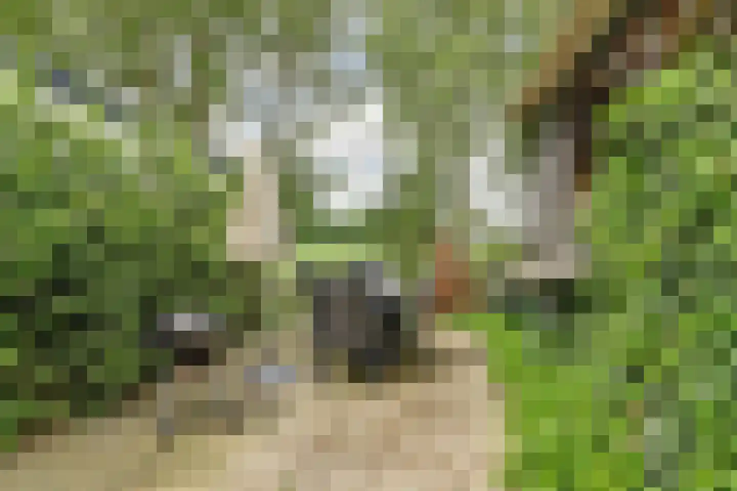 1e Pallertweg 4 Bourtange thumbnail 60