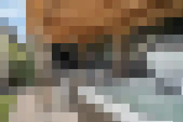 1e Tochtweg 64 Nieuwerkerk aan den IJssel thumbnail 30