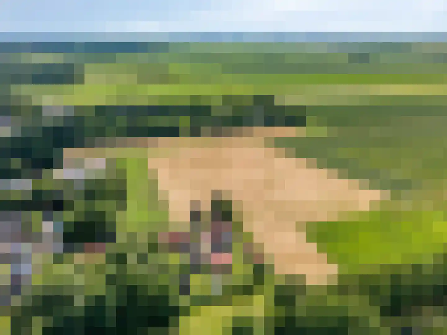 1e Vennenweg 2 Bellingwolde thumbnail 38