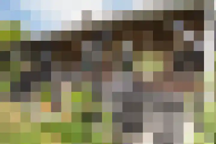 1e Zandwijkje 6 Hollandscheveld thumbnail 35