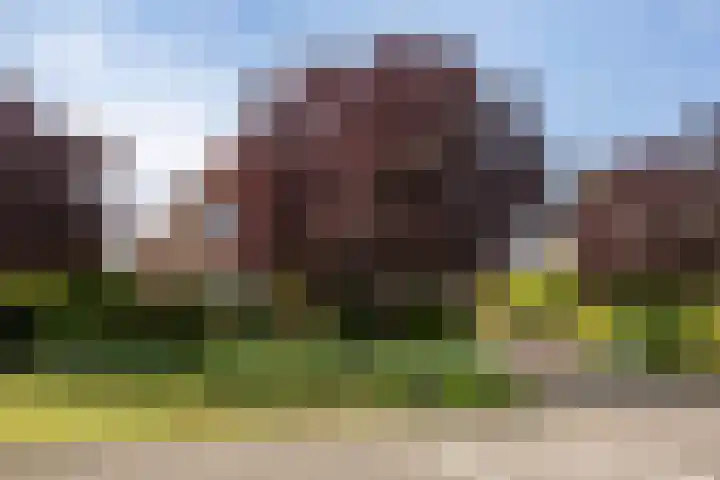 1e Zandwijkje 6 Hollandscheveld thumbnail 45