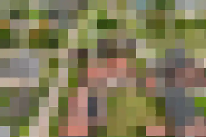 1e Zandwijkje 6 Hollandscheveld thumbnail 51