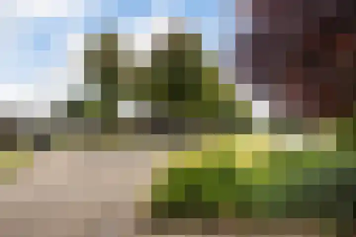 1e Zandwijkje 6 Hollandscheveld thumbnail 56