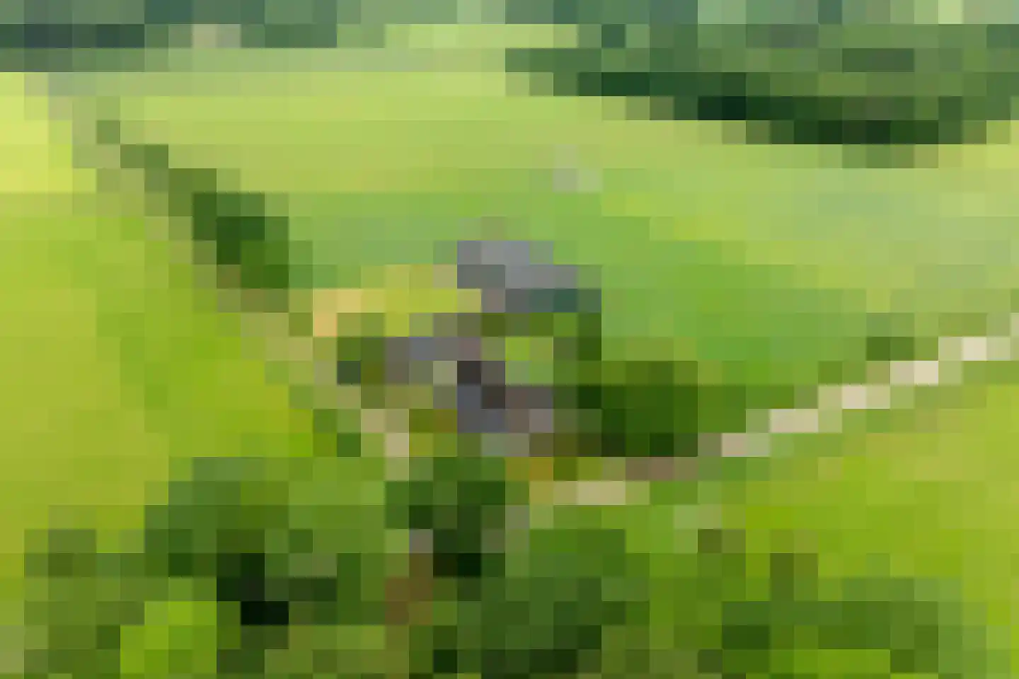 1e Zuider Pierkesmarsweg 1 Bathmen thumbnail 39