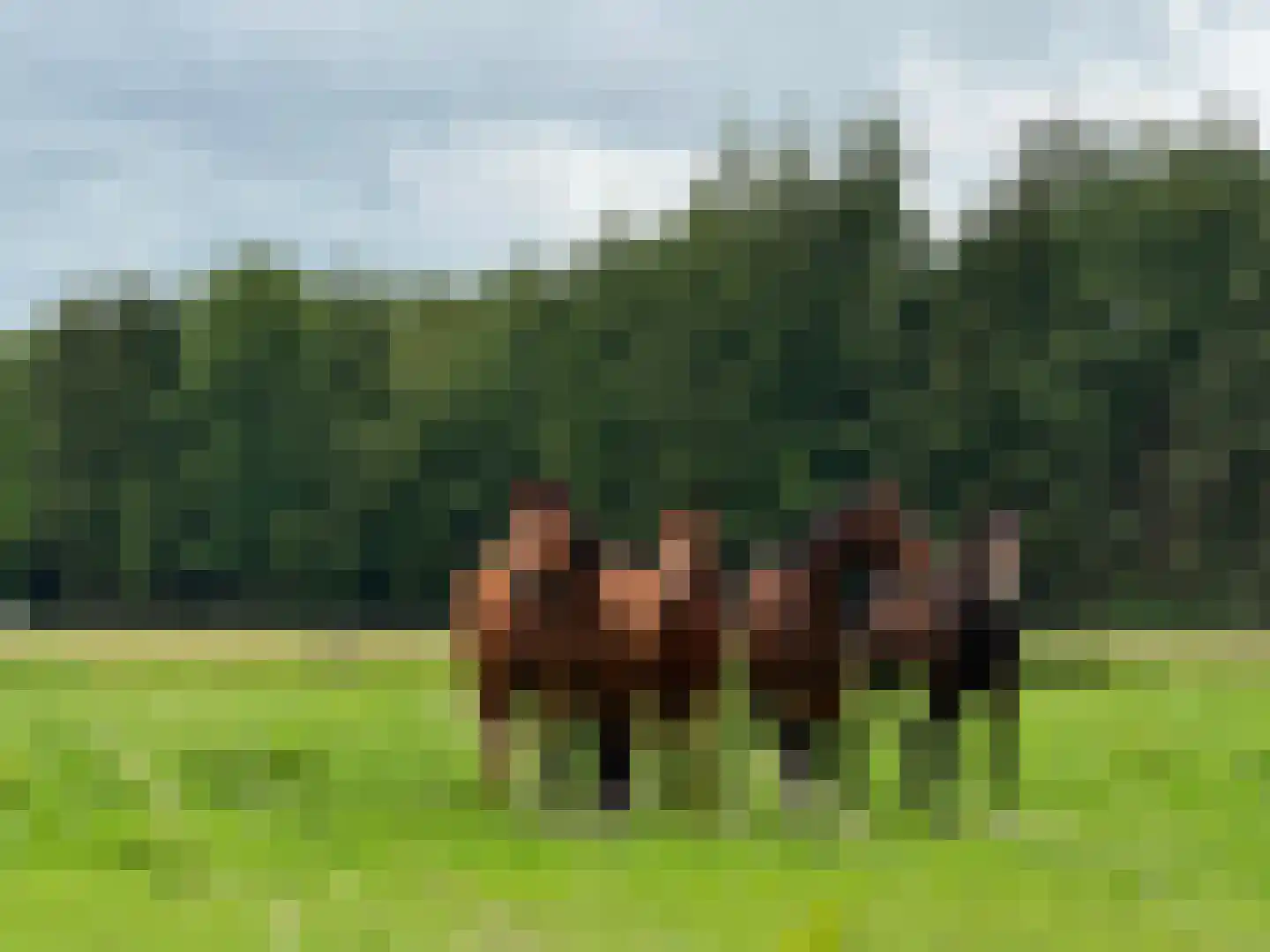1e Zuider Pierkesmarsweg 1 Bathmen thumbnail 44