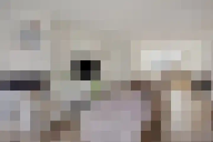 1ste Graaf van Hollanddijk 11 Hoef en Haag thumbnail 17