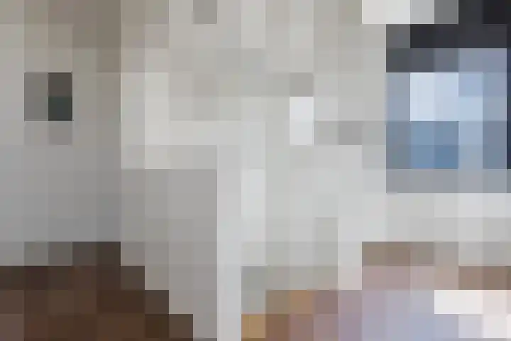 2e Daalsedijk 169 Utrecht thumbnail 29