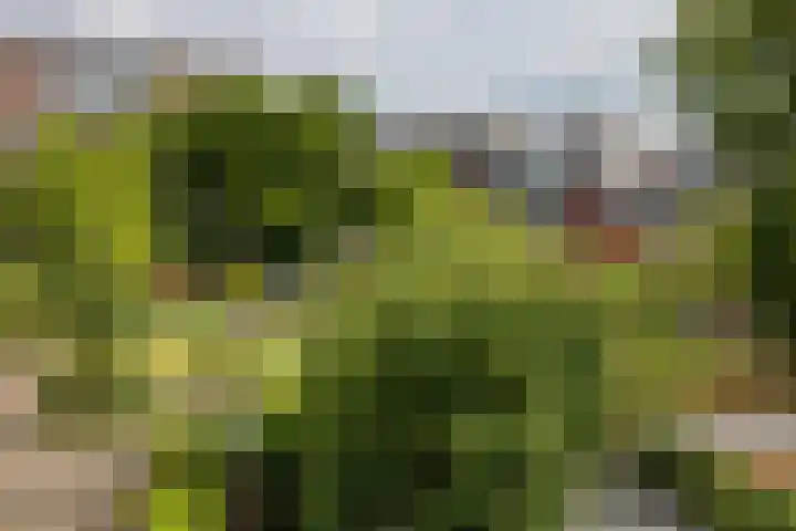 2e Daalsedijk 169 Utrecht thumbnail 36