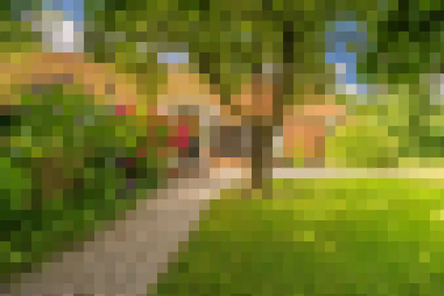 2e Dalweg 8 Vriescheloo thumbnail 5