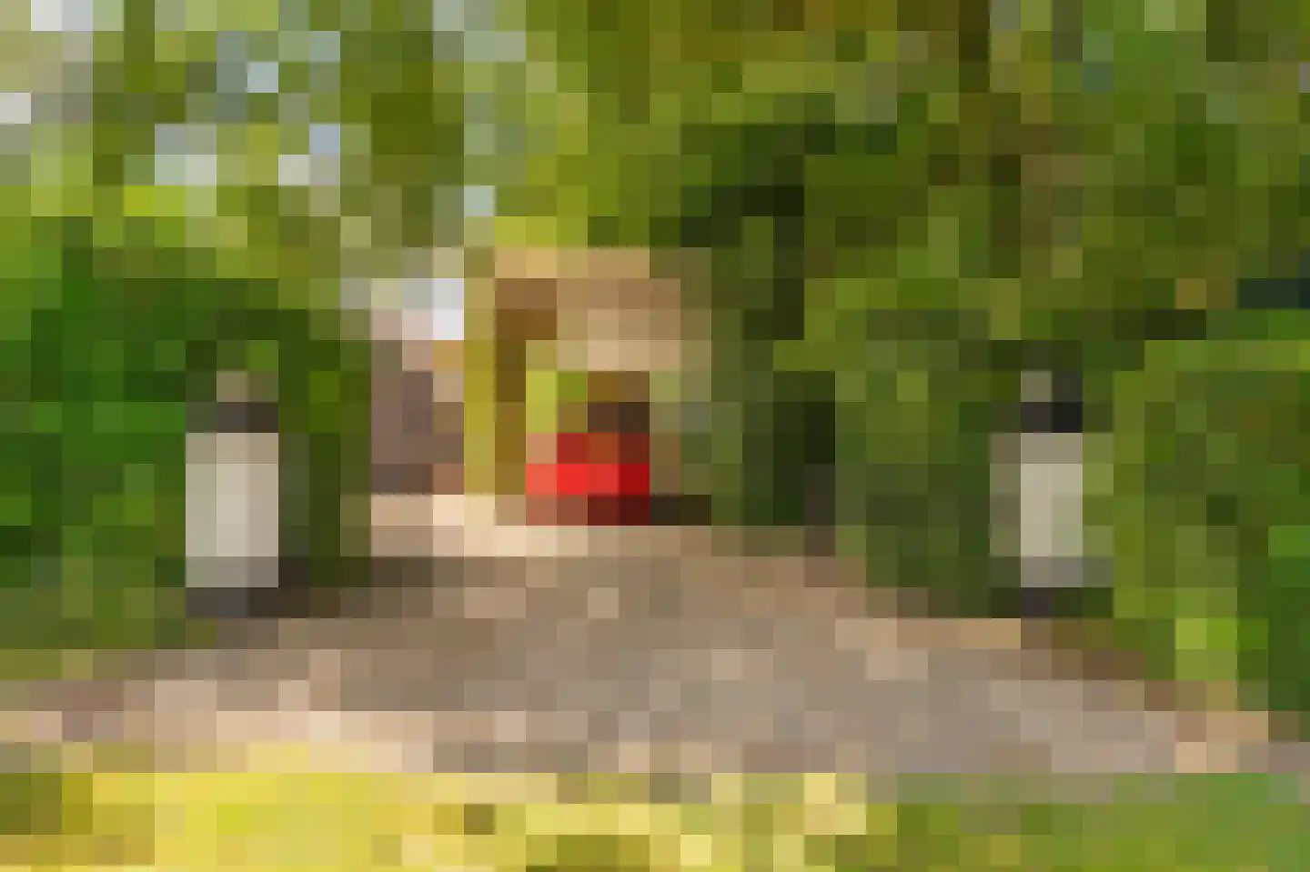 2e Dalweg 8 Vriescheloo thumbnail 50