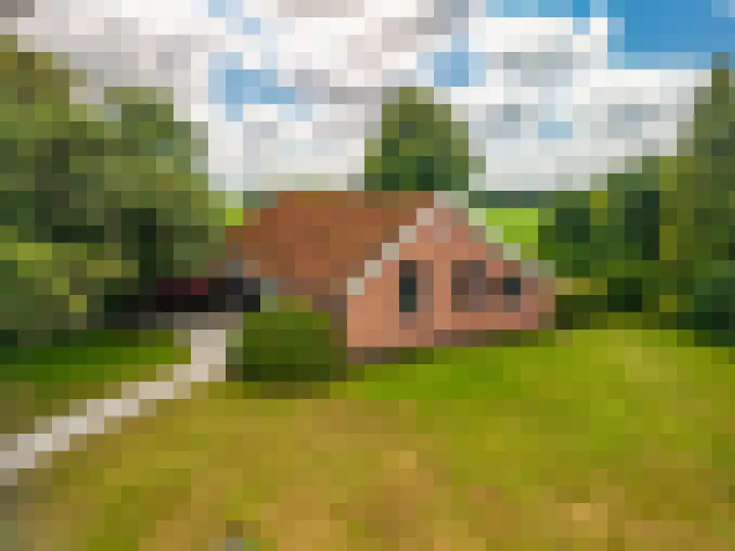 2e Dalweg 8 Vriescheloo thumbnail 57