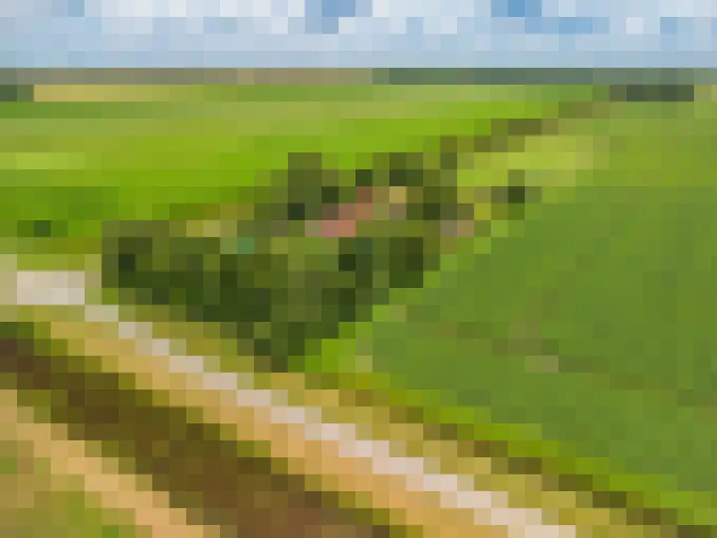 2e Dalweg 8 Vriescheloo thumbnail 62