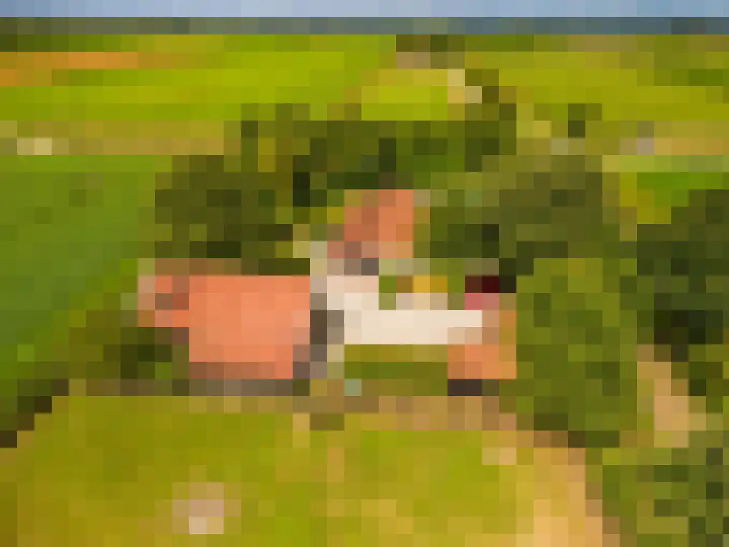 2e Dalweg 8 Vriescheloo thumbnail 67