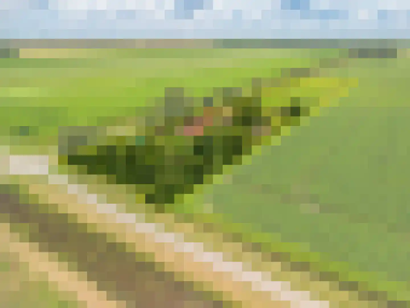2e Dalweg 8 Vriescheloo thumbnail 68