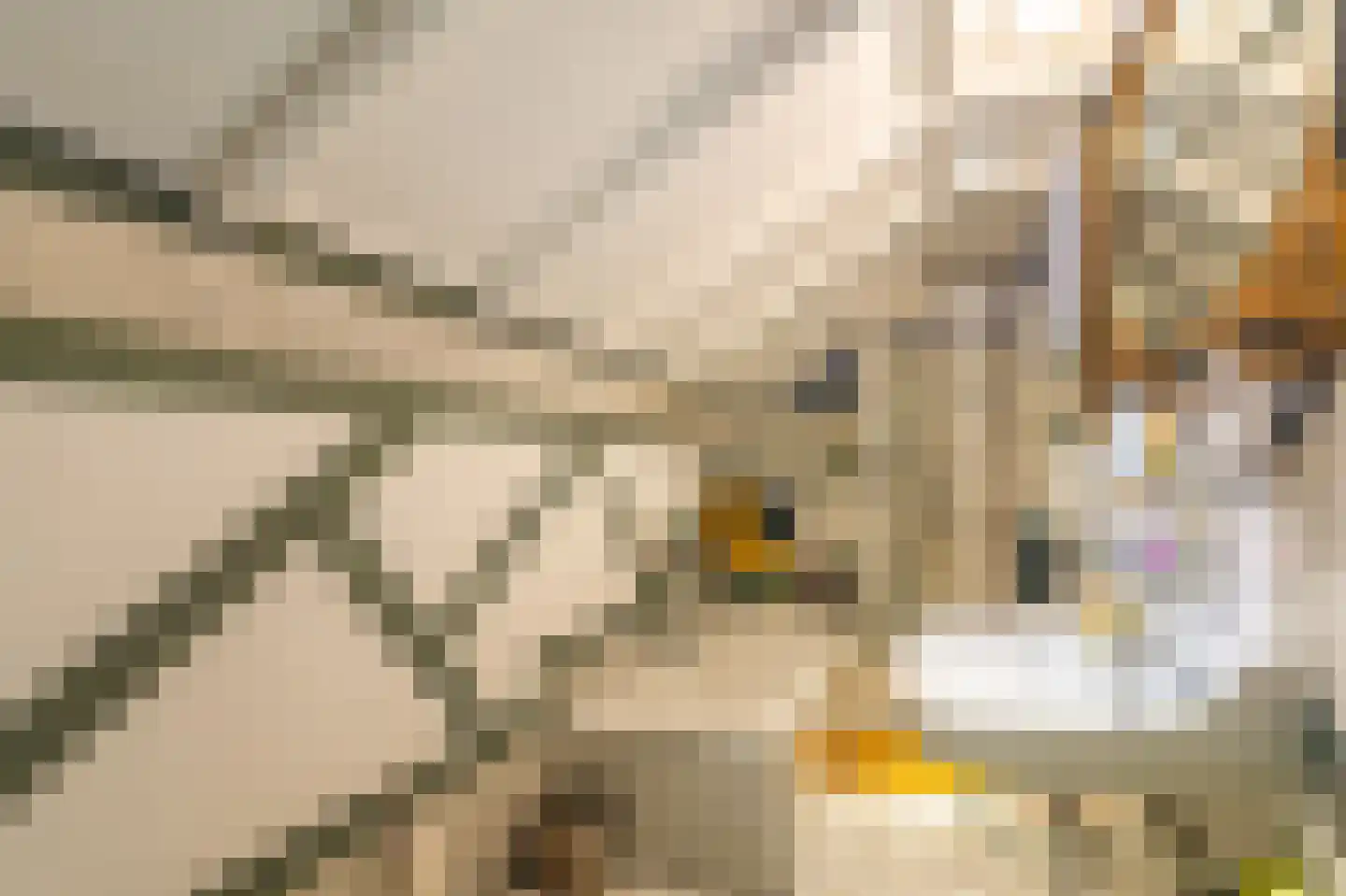 2e Dalweg 8 Vriescheloo thumbnail 8