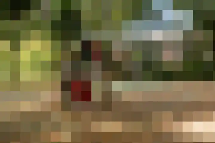 2e Eeldepad 49 Den Haag thumbnail 26