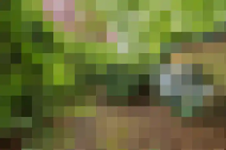 2e Loosterweg 162 Hillegom thumbnail 49