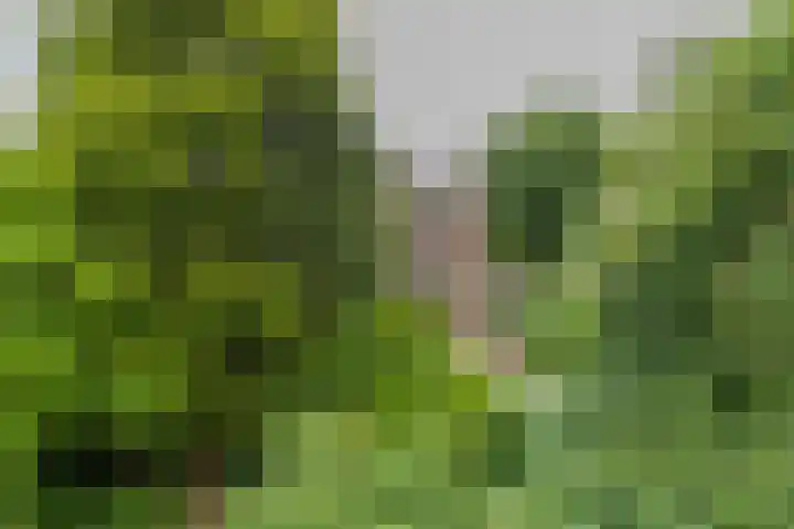 2e Loosterweg 162 Hillegom thumbnail 50