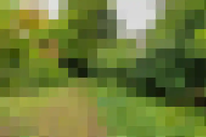 2e Loosterweg 162 Hillegom thumbnail 51