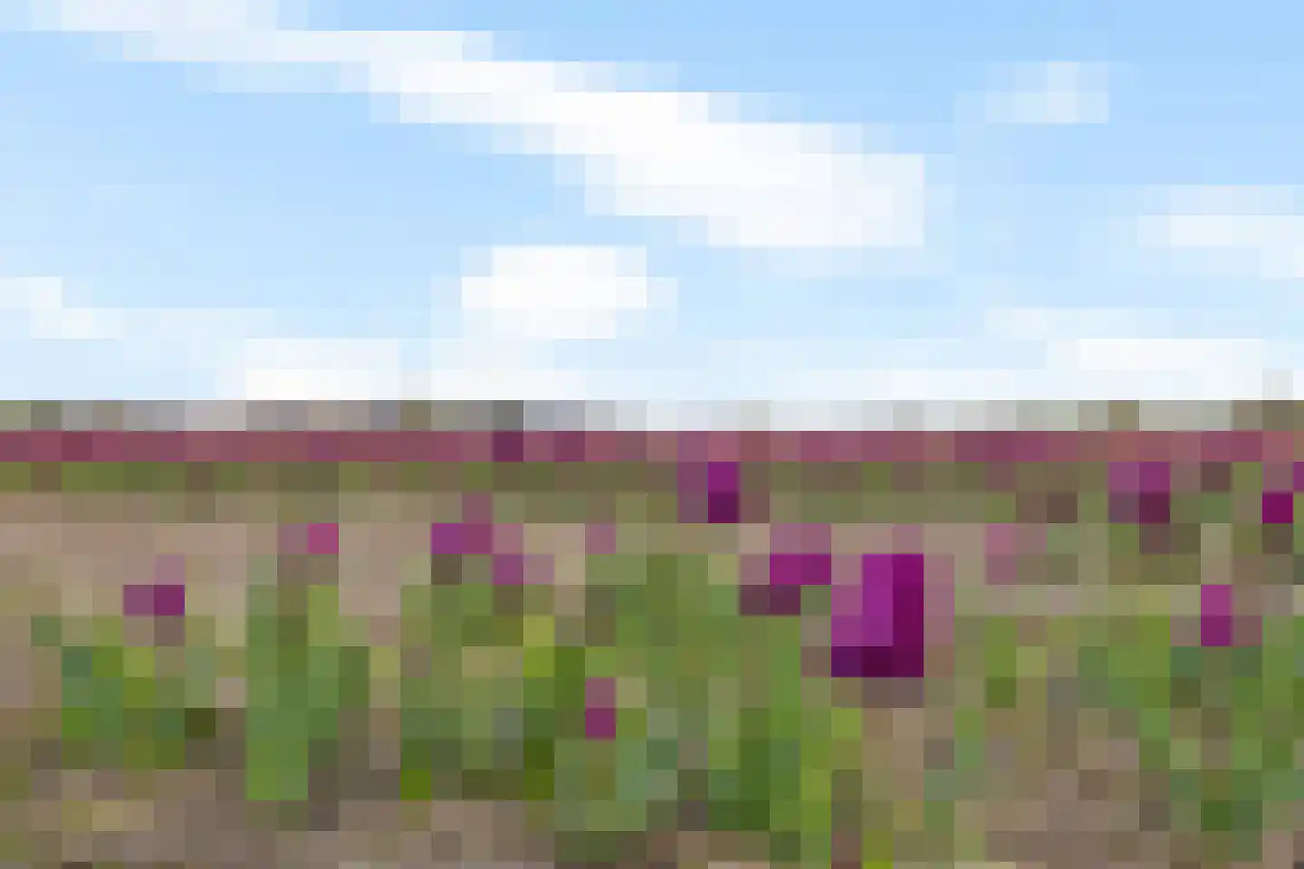 2e Loosterweg 62 Hillegom thumbnail 32