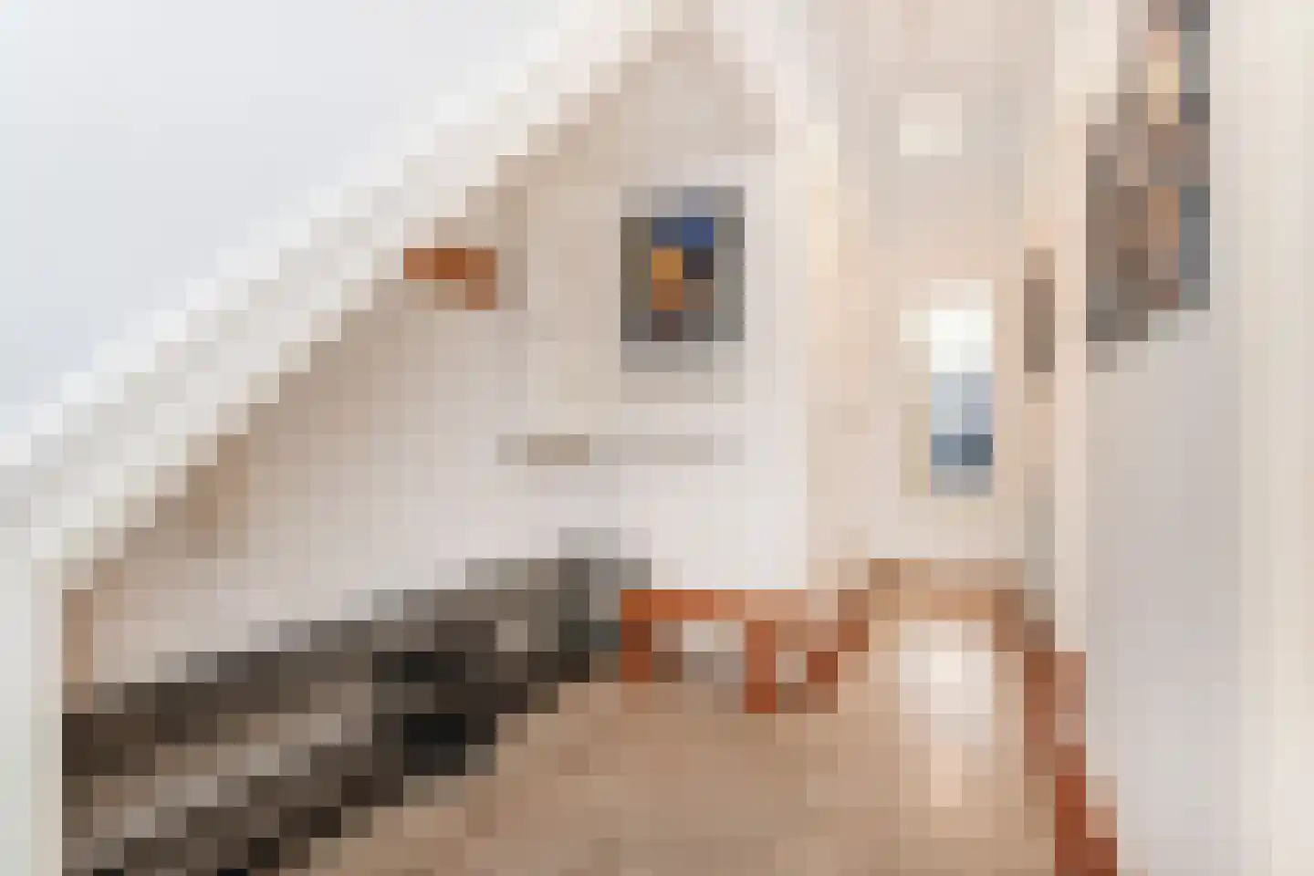2e Schuytstraat 93 Den Haag thumbnail 7