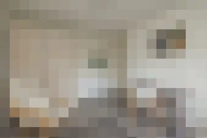 3e Poellaan 32 Lisse thumbnail 38