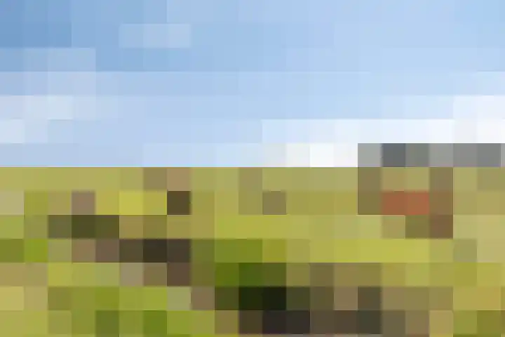 3e Poellaan 71 Lisse thumbnail 44