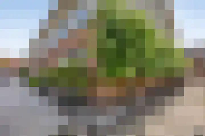 5 Mei-Straat 15 Zoetermeer thumbnail 39