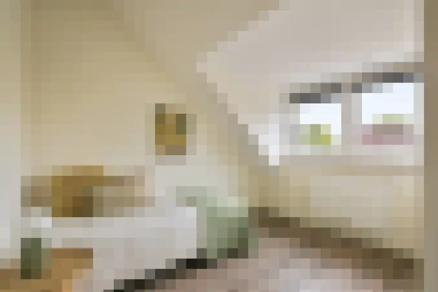 A.N.van Pellecomhof 13 Kortenhoef thumbnail 25
