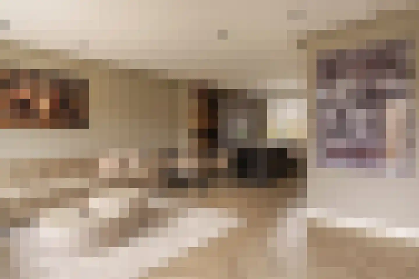 A. Pakvisstraat 7 Den Haag thumbnail 19