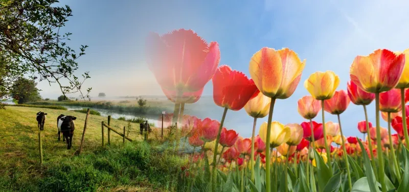 Office photo of A75 Makelaardij