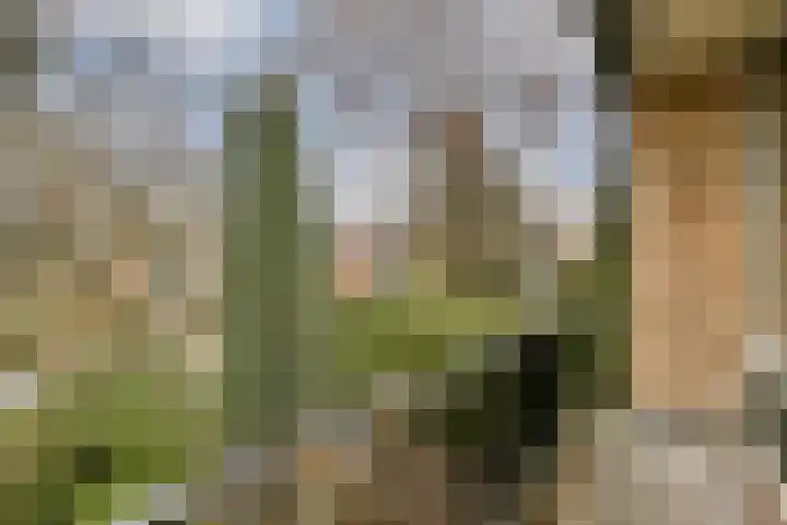Aagje Dekenlaan 203 Bussum thumbnail 15