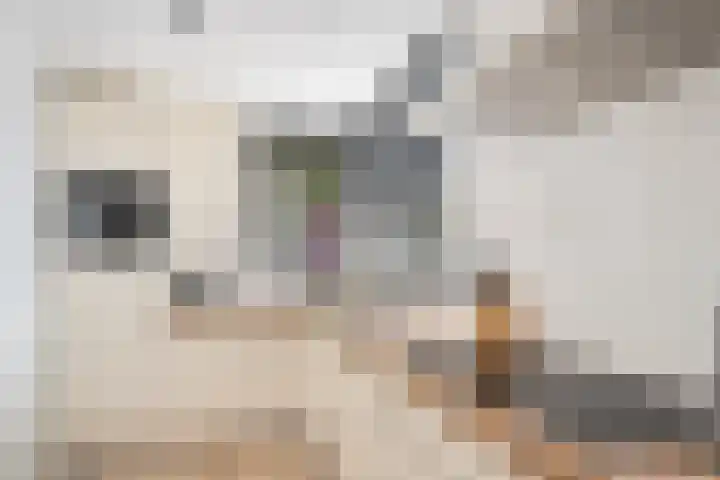 Aagje Dekenstraat 7 Schijndel thumbnail 13
