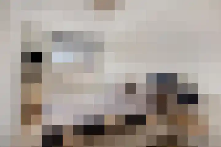 Aak 17 Spijkenisse thumbnail 19