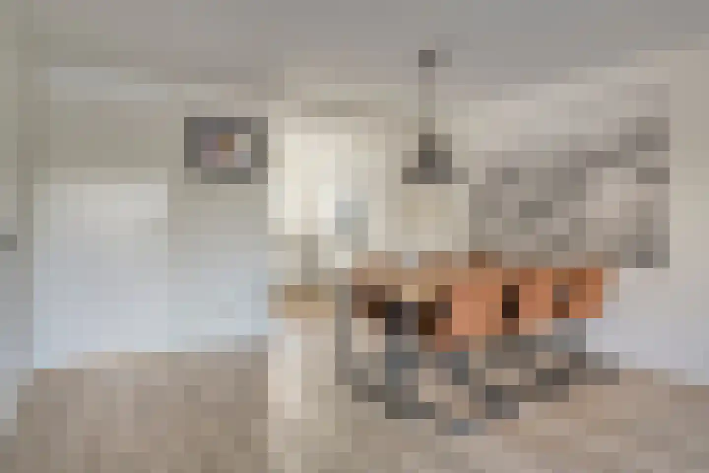 Aak 49 Bergen op Zoom thumbnail 5