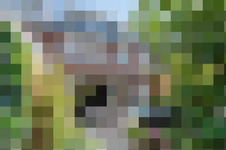 Aak 5 Alblasserdam thumbnail 8