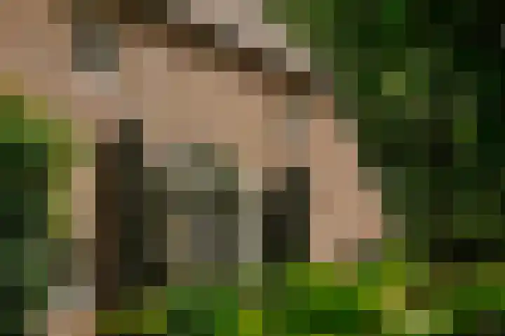 Aaldert 12 A Bergharen thumbnail 67