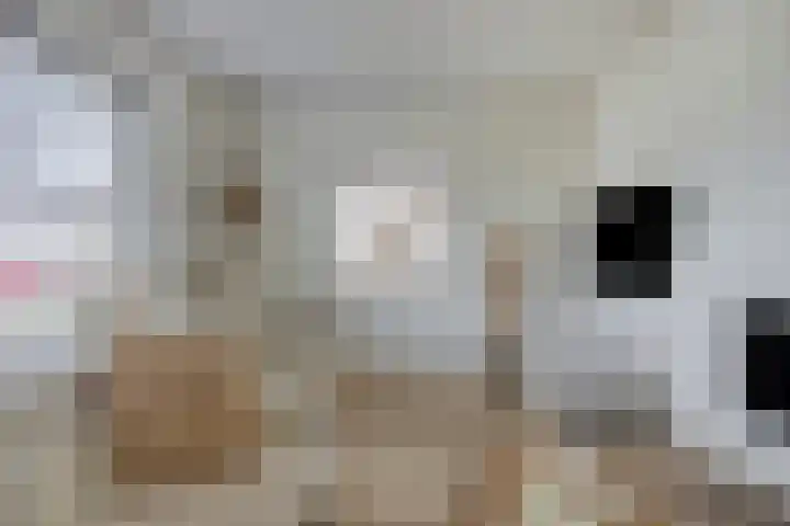 Aalsburg 1108 Wijchen thumbnail 5