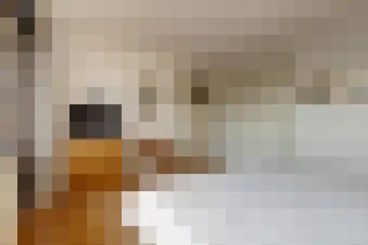 Aalsburg 1718 Wijchen thumbnail 22