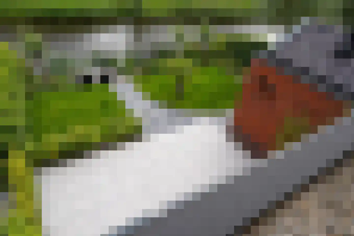 Aalscholver 10 Veenendaal thumbnail 20