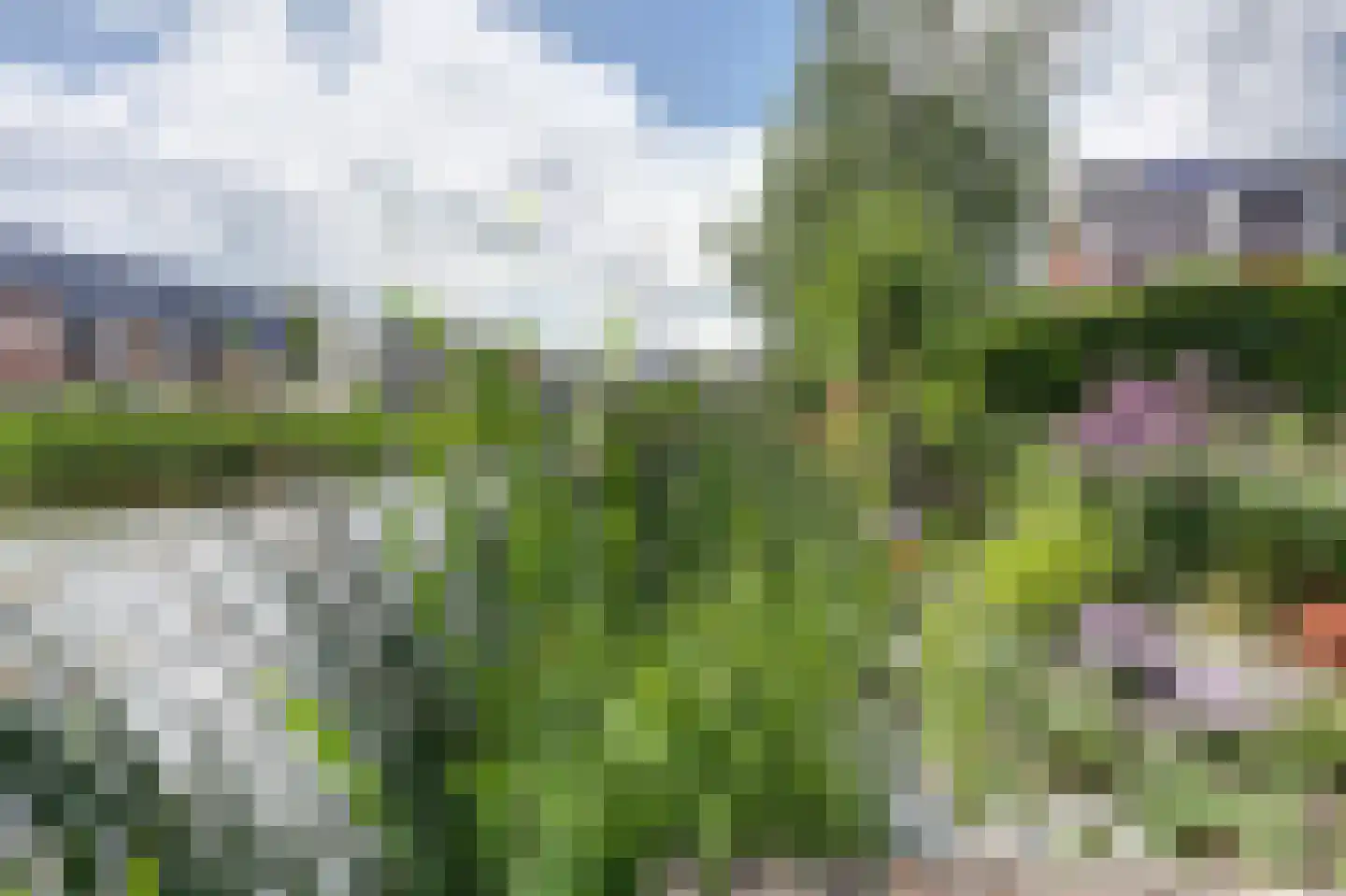 Aalscholver 10 Veenendaal thumbnail 32