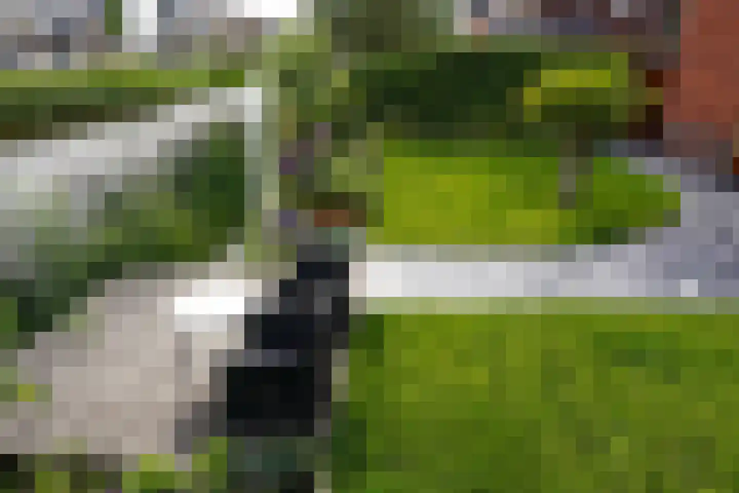 Aalscholver 10 Veenendaal thumbnail 37