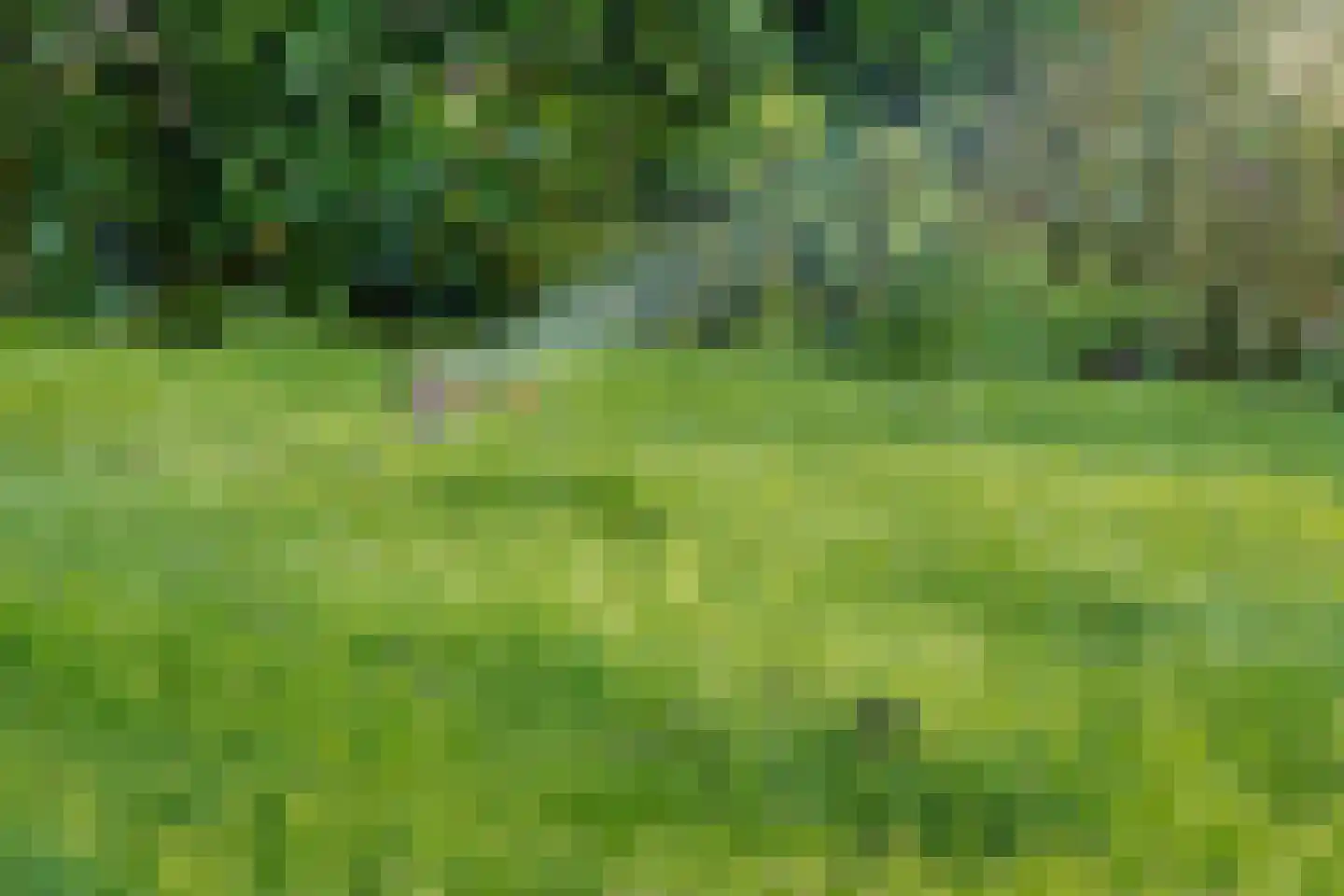 Aalscholver 10 Veenendaal thumbnail 38