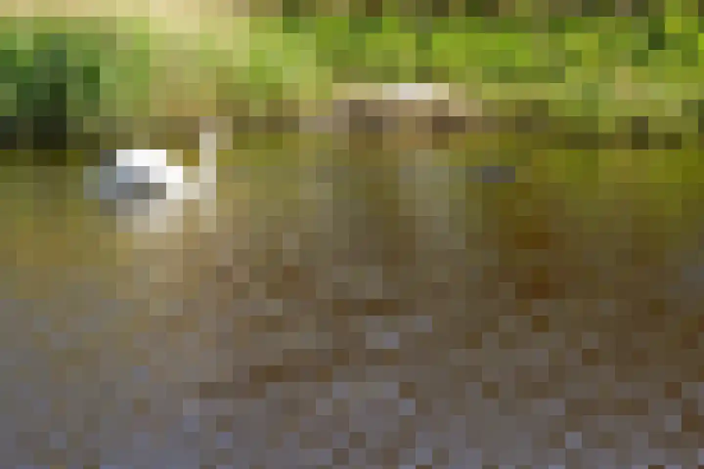 Aalscholver 10 Veenendaal thumbnail 45