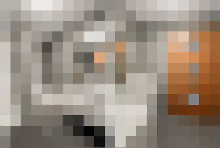 Aalscholver 13 Nieuwegein thumbnail 43