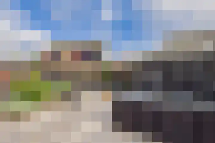 Aalscholver 14 Terneuzen thumbnail 4