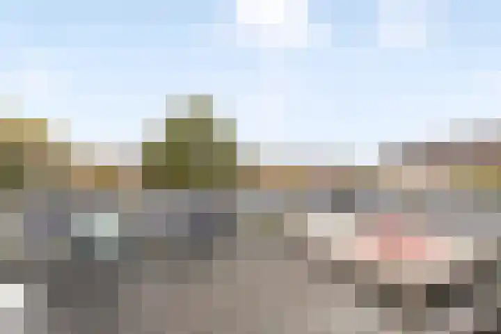 Aalscholver 15 Muiderberg thumbnail 24